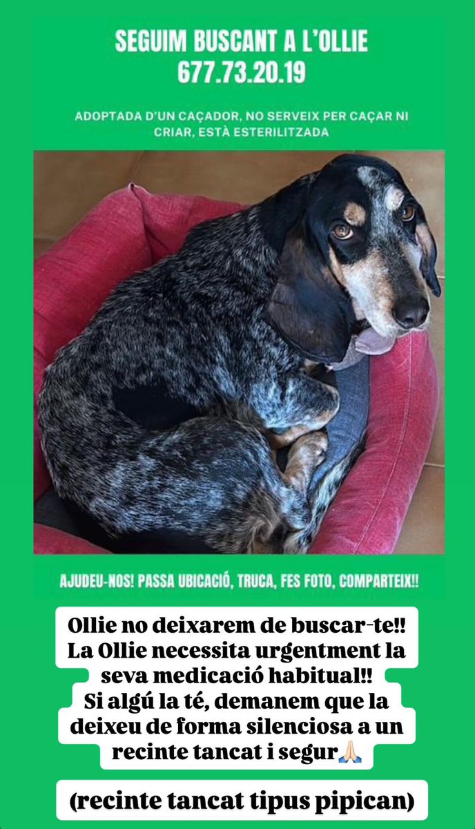 ❗️🐶 Es necessita la col·laboració ciutadana per trobar l’Ollie.