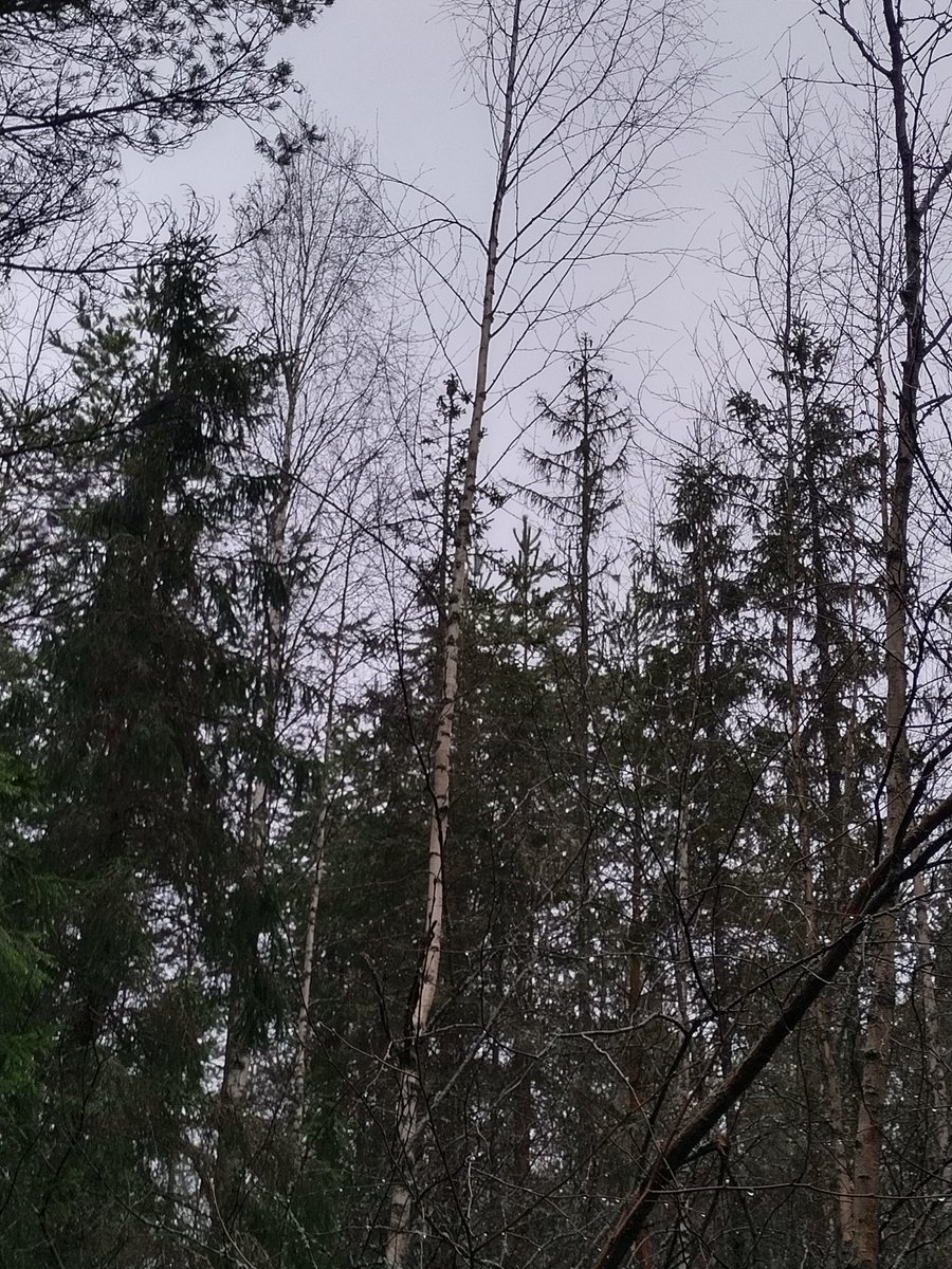 Kuivuus haastaa tulevaisuudessa metsänhoitoa yhä enemmän, mutta vanha haaste märkyys pysyy rinnalla. Ei yhdellä sapluunalla 🤔