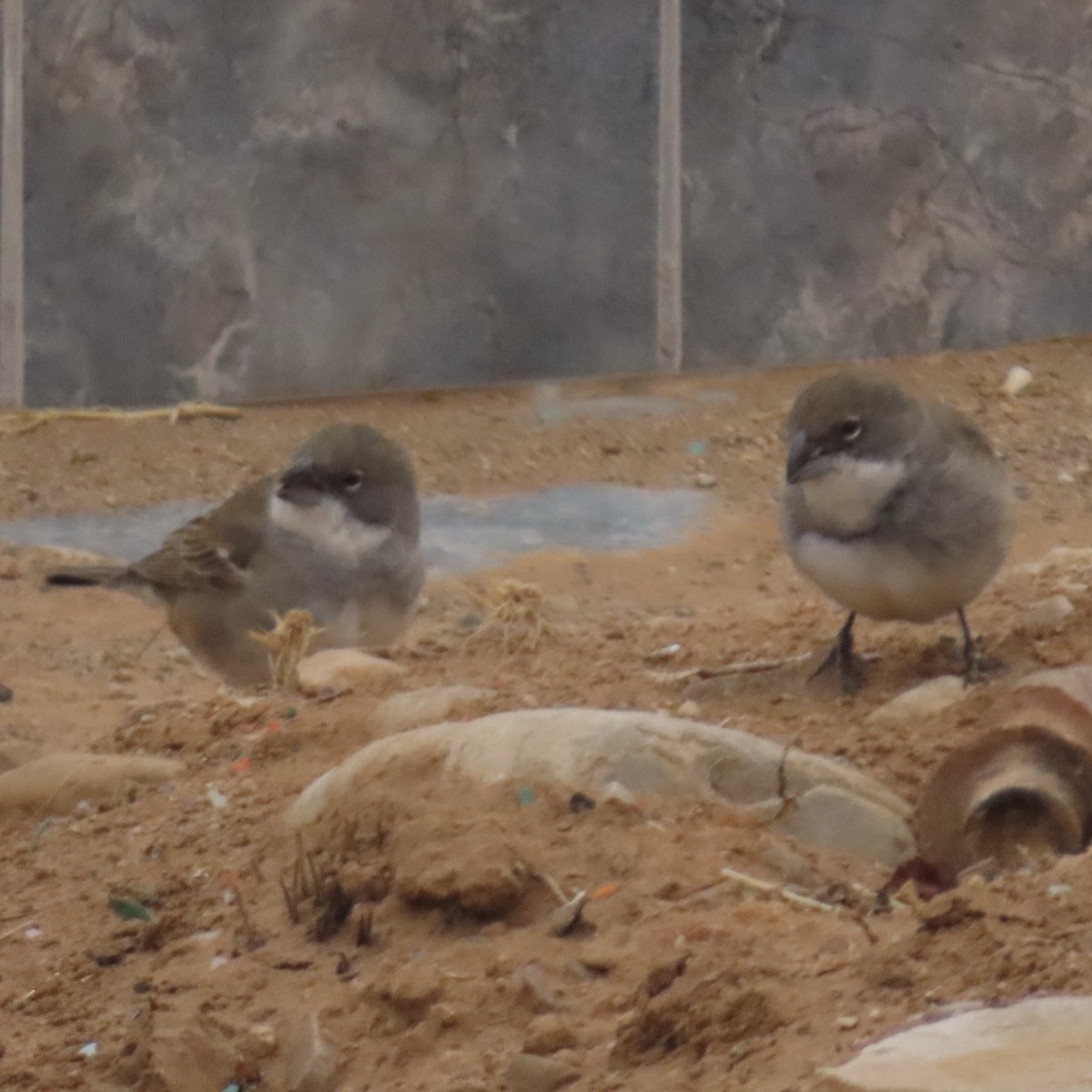walkingtogitmo's tweet photo. Diuca Finch at Yavi, Jujuy, futzing around in the cemetery, 3550m ASL. #birding #birdsseenin2024 https://t.co/XFuywwhdtY