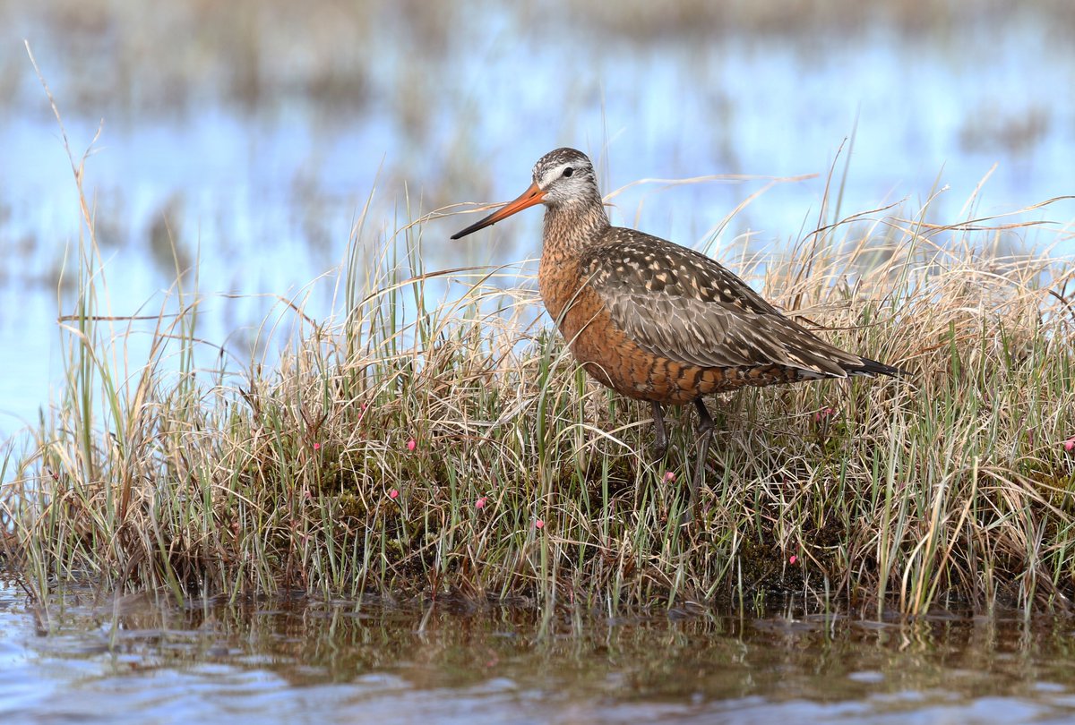 #waderwednesday  Shorebirds, Short-billed Dowitcher, Least Sandpiper &amp; Hudsonian Godwit on their breeding grounds of the wet, damp, boggy Taiga-Churchill, June 2024
