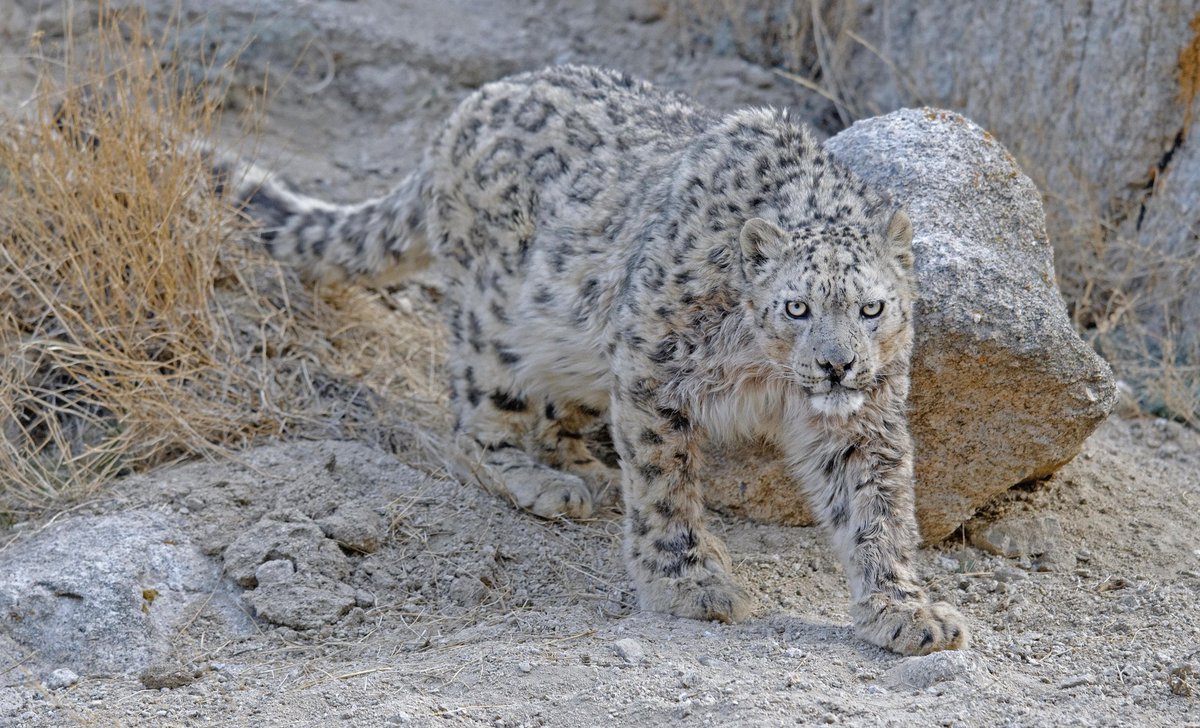 Balisachin123's tweet photo. A rare sighting! 
The elusive Snow Leopard spotted in Kishtwar National Park, Jammu &amp; Kashmir. A true treasure of our wildlife heritage, reminding us of the beauty and importance of conservation. 🐆❄️ #SnowLeopard  #IncredibleIndia 
@narendramodi
@incredibleindia 
@JandKTourism https://t.co/TxweuVcohg
