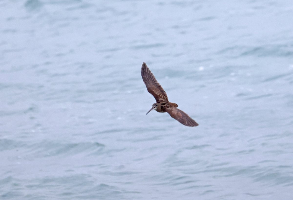plodingbirder's tweet image. Dungeness: Lovely to watch this Woodcock come in off the sea at 09.24 then land in front of the sea watch hide exhausted, it was still resting in the same spot at 12.30.