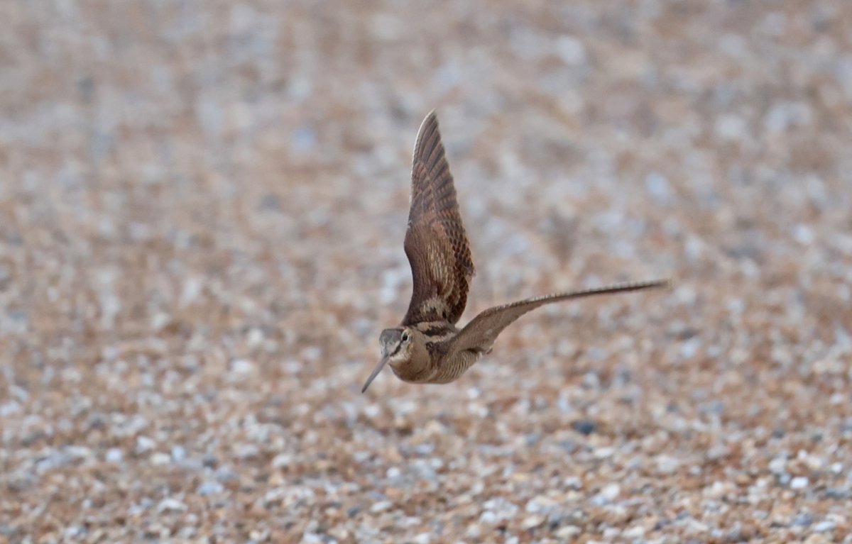 plodingbirder's tweet image. Dungeness: Lovely to watch this Woodcock come in off the sea at 09.24 then land in front of the sea watch hide exhausted, it was still resting in the same spot at 12.30.