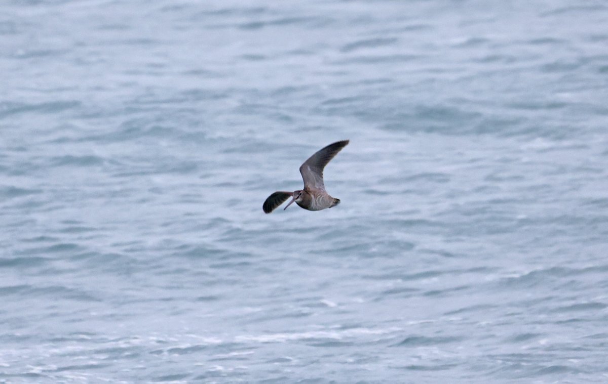 plodingbirder's tweet image. Dungeness: Lovely to watch this Woodcock come in off the sea at 09.24 then land in front of the sea watch hide exhausted, it was still resting in the same spot at 12.30.