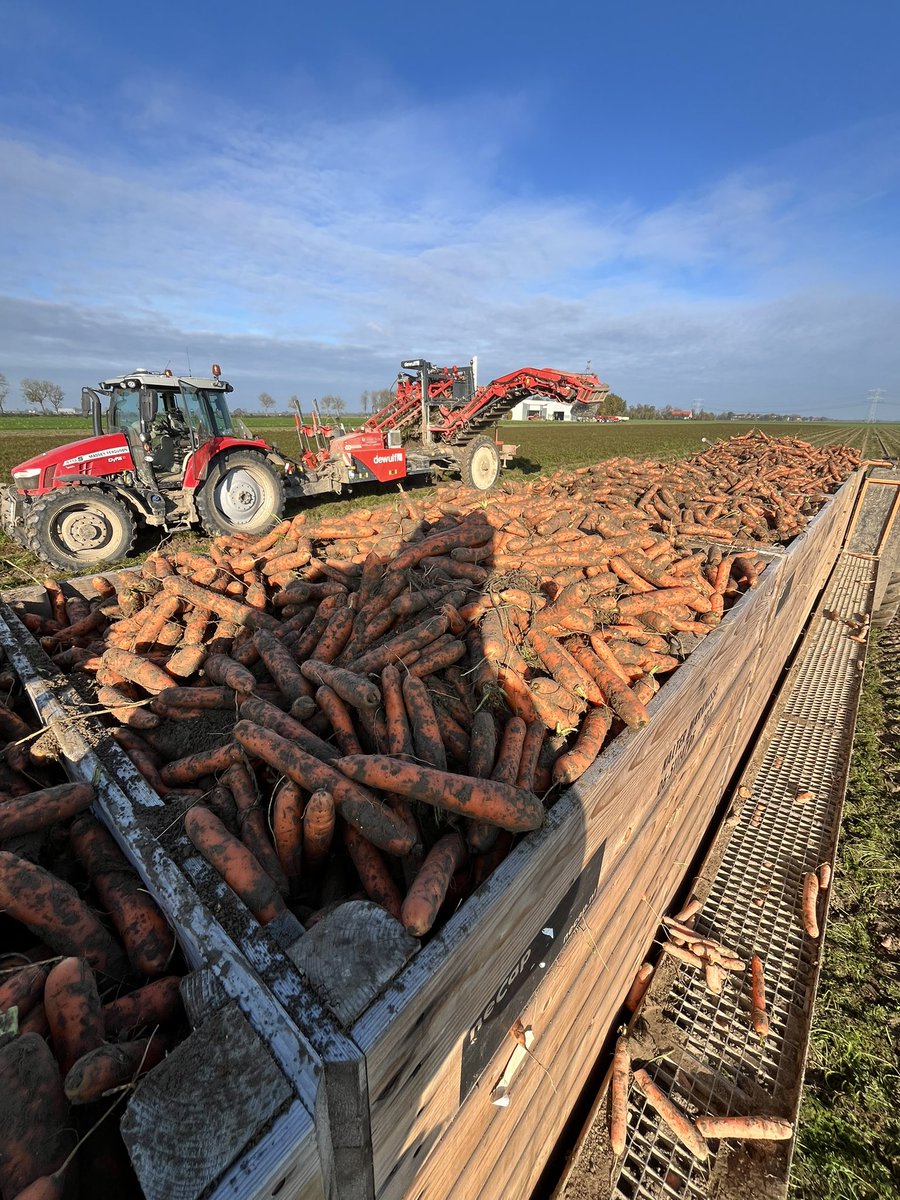 ptrholster's tweet image. Peentjes zweten vandaag 🥕