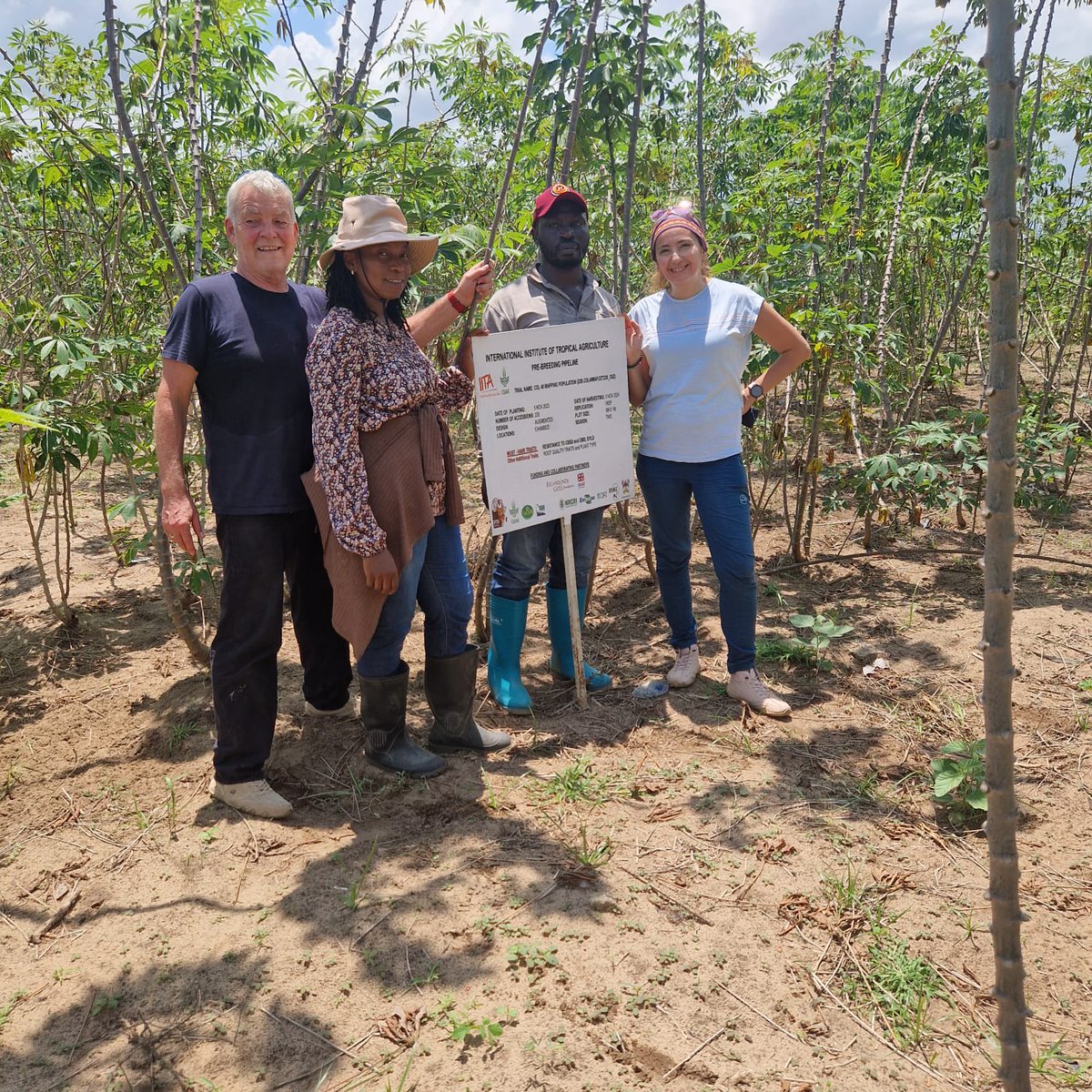 Björn Krenz (@bjornkrenz) on Twitter photo Success in #Cassava #Virus #Resistance! 🌍 Huge thanks to <a href="/SamarSheat/">Samar Sheat, Ph.D.🌿</a>, <a href="/DrStephanWinte1/">Dr. Stephan Winter</a> from <a href="/Leibniz_DSMZ_en/">Leibniz-Institut DSMZ</a>, and the dedicated team: the exceptional resistance to CBSD & CMD holds strong! #PlantVirology Success in #Cassava #Virus #Resistance! 🌍 Huge thanks to <a href="/SamarSheat/">Samar Sheat, Ph.D.🌿</a>, <a href="/DrStephanWinte1/">Dr. Stephan Winter</a> from <a href="/Leibniz_DSMZ_en/">Leibniz-Institut DSMZ</a>, and the dedicated team: the exceptional resistance to CBSD & CMD holds strong! #PlantVirology