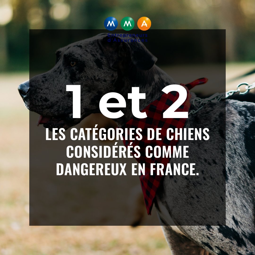 MMASaga69's tweet photo. Les chiens des catégories 1 et 2 en France sont soumis à des r��gles strictes. En effet, ces animaux, tels que les pitbulls et rottweilers, nécessitent une attention particulière en termes d'assurance. 🐕 Pour posséder un chien de ces catégories, une assurance (1/4) https://t.co/MCEqoFWdBm