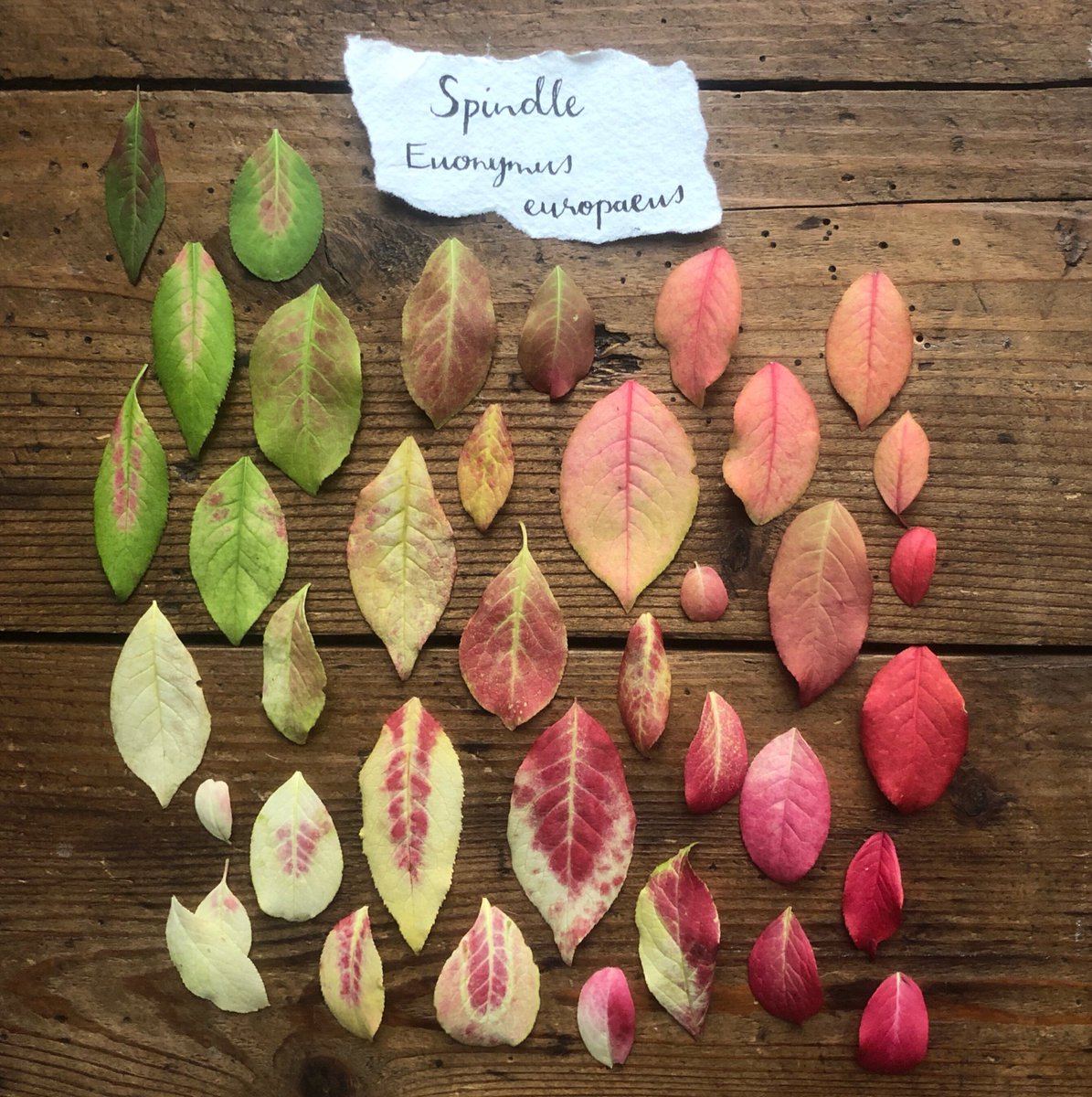 Spindle leaf (Euonymous europaeus) palette. 
Pretty sure Barbie would approve:
