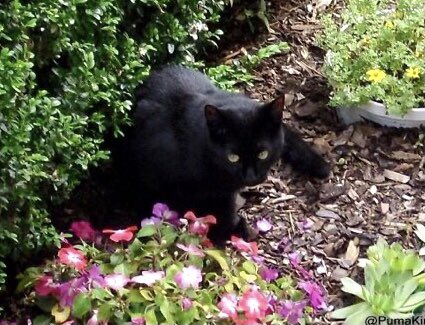 Please can I ask for MASSES special purrs for <a href="/PumaKingCat/">Angel PUMA King Cat</a> Puma’s deeply heartsore Mom @MissSunnyMind and Dad <a href="/cathound7/">Charles Lance</a>💔
Eleventh anniversary of beloved Puma crossing #OTRB💜🐾
#wlf #weeti <a href="/HealingPurrsPaw/">HealingPurrsPawty (RIP 🌈 all Angels ❤️)</a> #healingpurrspawty #ForeverLove #AngelPuma
#OTRB November 12 2013🌈