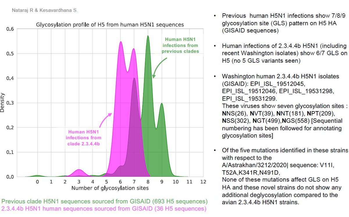 Kesavardan S (@keshu_vrimmch) on Twitter photo New #humanH5N1 infections (Washington, 2.3.4.4b H5N1 infections).
H5 HA glycosylation pattern is similar to the avian 2.3.4.4b H5N1 viruses.
WA human H5N1 shows 7 glycosylation sites (unlike 6 glycosylation sites in HA of dairy cattle H5N1 viruses).
<a href="/RanjanaNataraj/">Ranjana Nataraj</a> New #humanH5N1 infections (Washington, 2.3.4.4b H5N1 infections).
H5 HA glycosylation pattern is similar to the avian 2.3.4.4b H5N1 viruses.
WA human H5N1 shows 7 glycosylation sites (unlike 6 glycosylation sites in HA of dairy cattle H5N1 viruses).
<a href="/RanjanaNataraj/">Ranjana Nataraj</a>