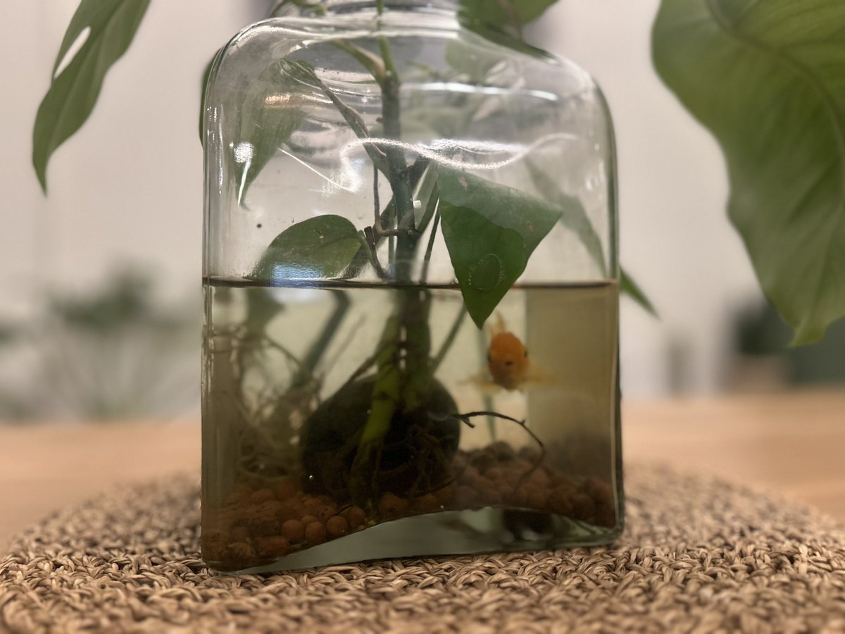 penguinjourney's tweet image. 韓国にいるのにフォー屋さんへ
かなりサイズ大きめながら、麺と具材の量のバランスが良いので飽きも来ず一気に完食🇻🇳

その後テイクアウトのコーヒーが欲しかったので、お散歩がてら見つけたカフェへ
金魚のお出迎えがラブリー

#大韓民国 #晋州市 #Batbat #フォー #Pandan