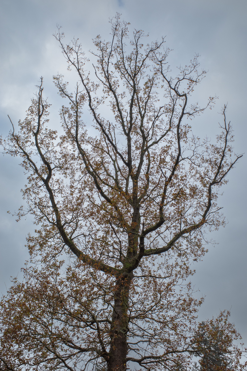 fotovandenatuur's tweet photo. Mensen kijken even naar buiten naar de natuur. Wat een ellende en schuldgeverij is het weer. #stulp #lagevuursche https://t.co/Are16WpWsj