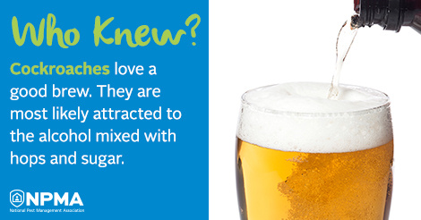 csi_pest's tweet image. Did you know? Cockroaches are attracted to beer! They love the sugars and hops, making it a tasty treat for them. #CockroachControl #CSIPest #PestWorld