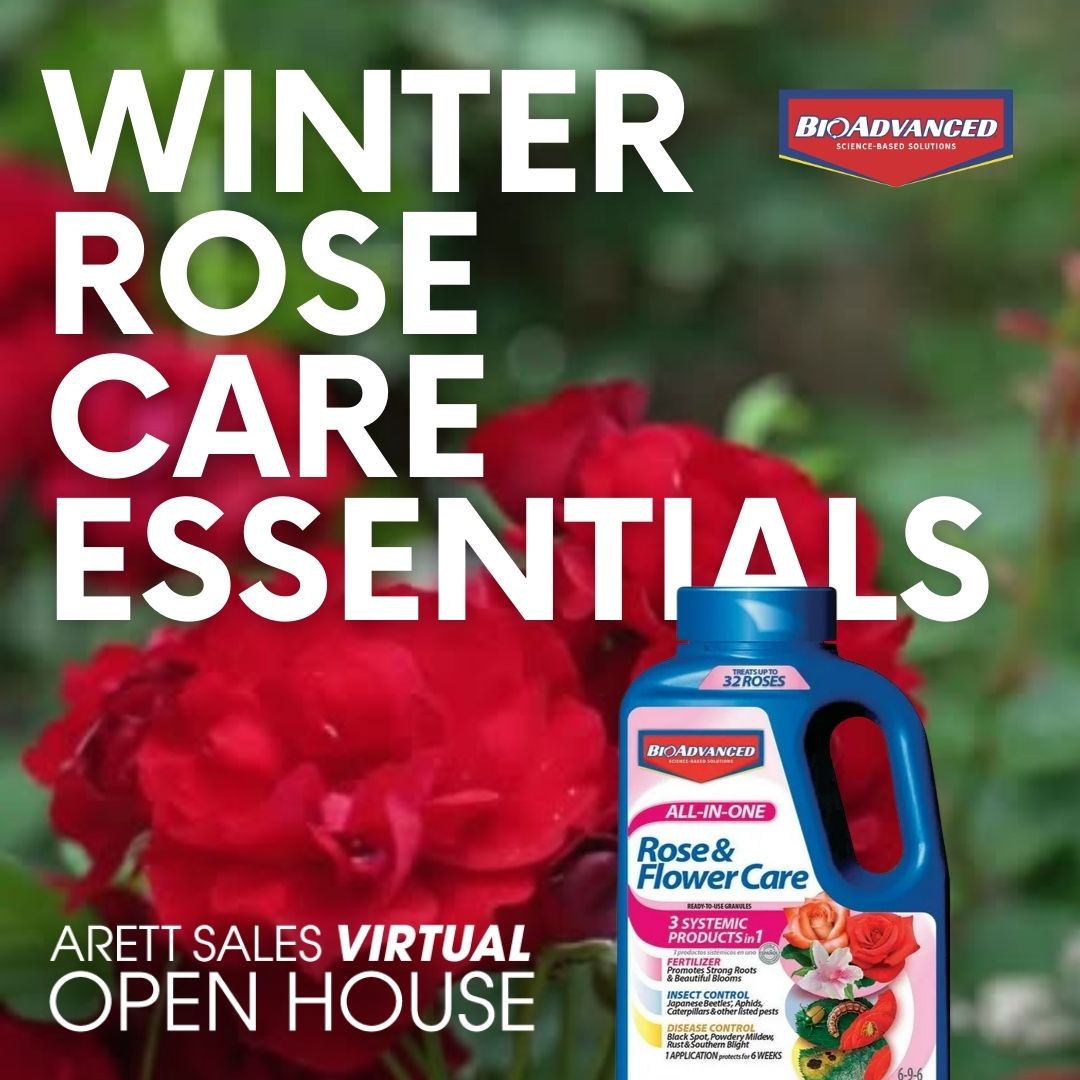 ArettSales's tweet image. Winter roses? 🌹✨ BioAdvanced All-in-One protects and nourishes for up to 6 weeks. Get it at Arett’s Virtual Open House pricing until Dec. 2! #ArettSales #GardenProtection #BioAdvanced