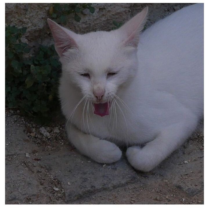 stanasposts's tweet photo. #StanaKatic Hairball.
#TurkeyMyWay
Dogs & cats are an effortless part of these cobblestone streets. #AlaΓ§ati https://t.co/mvr8fpQv0n