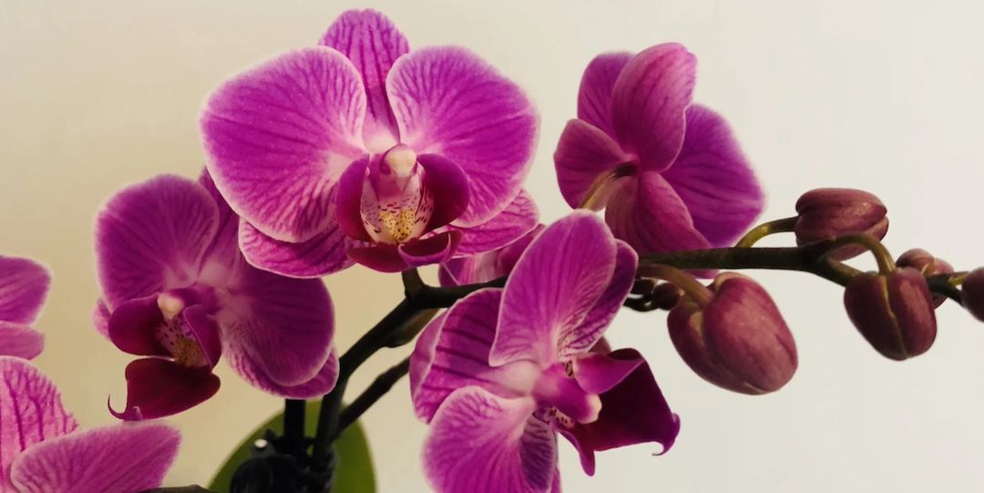 NSRVCS (@nsrvcs1) on Twitter photo Muttart Conservatory + Orchid Species Preservation Foundation hosting Environmental Conservation, a Local Perspective, Nov 16-17, 2024 <a href="/yegmuttart/">Muttart Conservatory</a> <a href="/OrchidSocietyAB/">Orchid Society of AB</a> <a href="/YEGardening/">EHS Edm Hort Society</a> <a href="/RiverValleyPark/">RiverValleyAlliance</a> <a href="/PlantsAlberta/">Alberta Native Plant Council</a> <a href="/CPAWSNAB/">CPAWS Northern Alberta</a> <a href="/YEGRiverValley/">YEG River Valley</a> Muttart Conservatory + Orchid Species Preservation Foundation hosting Environmental Conservation, a Local Perspective, Nov 16-17, 2024 <a href="/yegmuttart/">Muttart Conservatory</a> <a href="/OrchidSocietyAB/">Orchid Society of AB</a> <a href="/YEGardening/">EHS Edm Hort Society</a> <a href="/RiverValleyPark/">RiverValleyAlliance</a> <a href="/PlantsAlberta/">Alberta Native Plant Council</a> <a href="/CPAWSNAB/">CPAWS Northern Alberta</a> <a href="/YEGRiverValley/">YEG River Valley</a>
