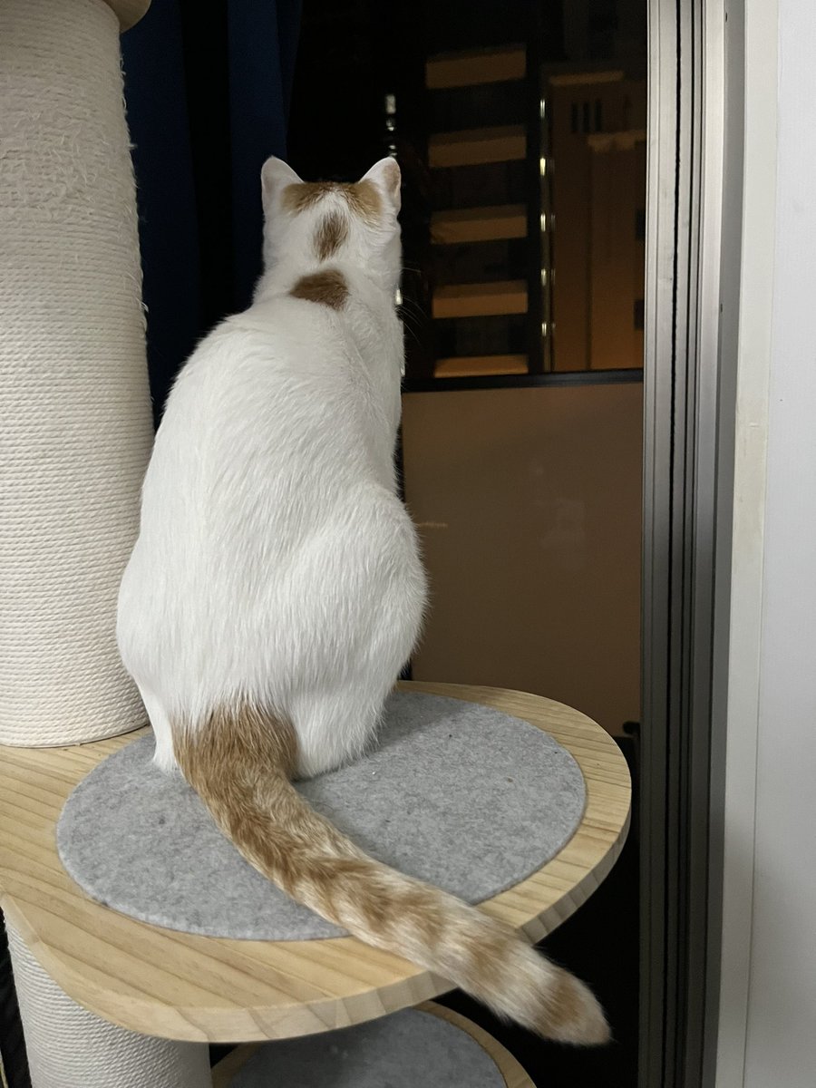 ELLENEKO2's tweet image. ๅคใฏๅฏใใชใฃใฆใใพใใใญ๐โโฌ
#ๆใ็บใใ็ซ #็ซ #cat #๊ณ ์์ด