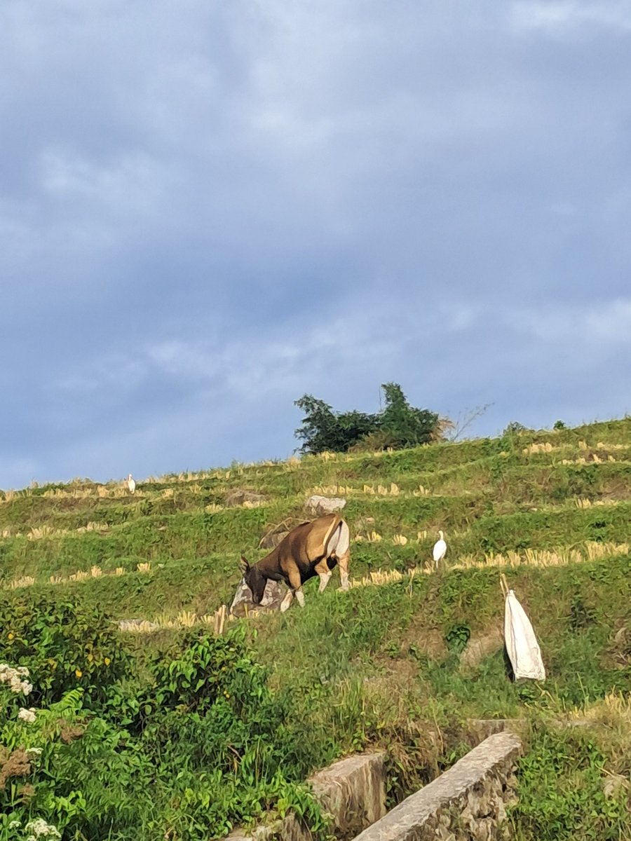 Elsanaginting_'s tweet image. Mata sehat dan udara segar😍☺️ #Pemandangan #Sejuk