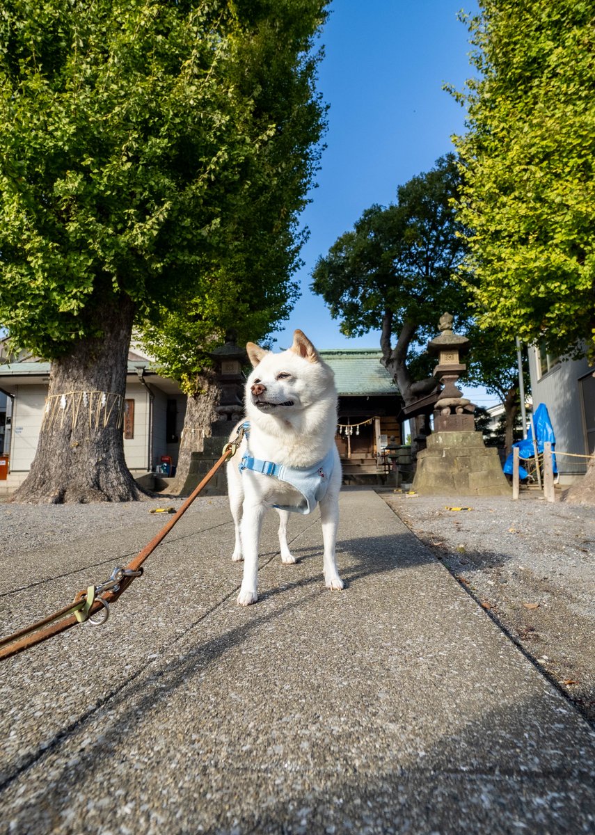 aochanmor's tweet photo. 神社犬。
実はこの神社がどうにも苦手らしく、逃走しようと暴れまくっていました。
何か人間に見えない怖いものが見えたのだろうか?
#柴犬 #豆柴 #朝散歩 #マチナカ #神社 #OLUMPUS #EM1mk3 #MZuiko0714mmf28Pro https://t.co/Gto8FCARLz