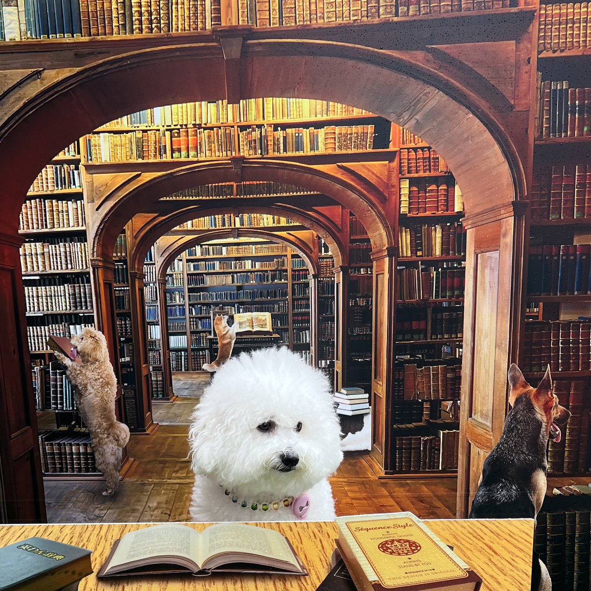 bichon_Santa's tweet photo. @jadimasa3105 ワン❣️😽元気れしゅよ〜💕ボク 最近はワンちゃん図書館でいっぱいお勉強してるれしゅよ📝

今度また追っかけこしてくらしゃい❣️ﾜﾝ 捕まらないれしゅけどね😸😸 https://t.co/dba5uFi0FB