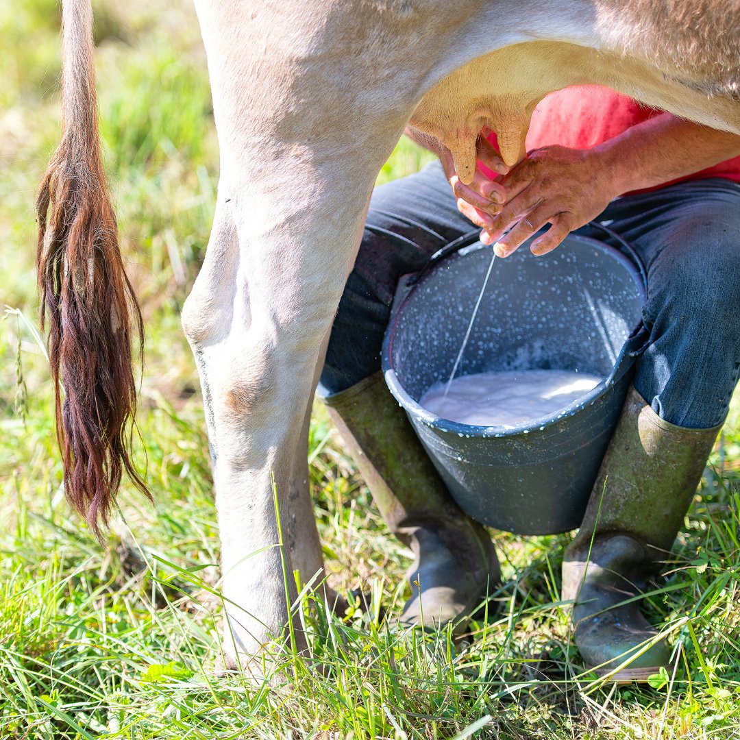 Fjildlab tweet media