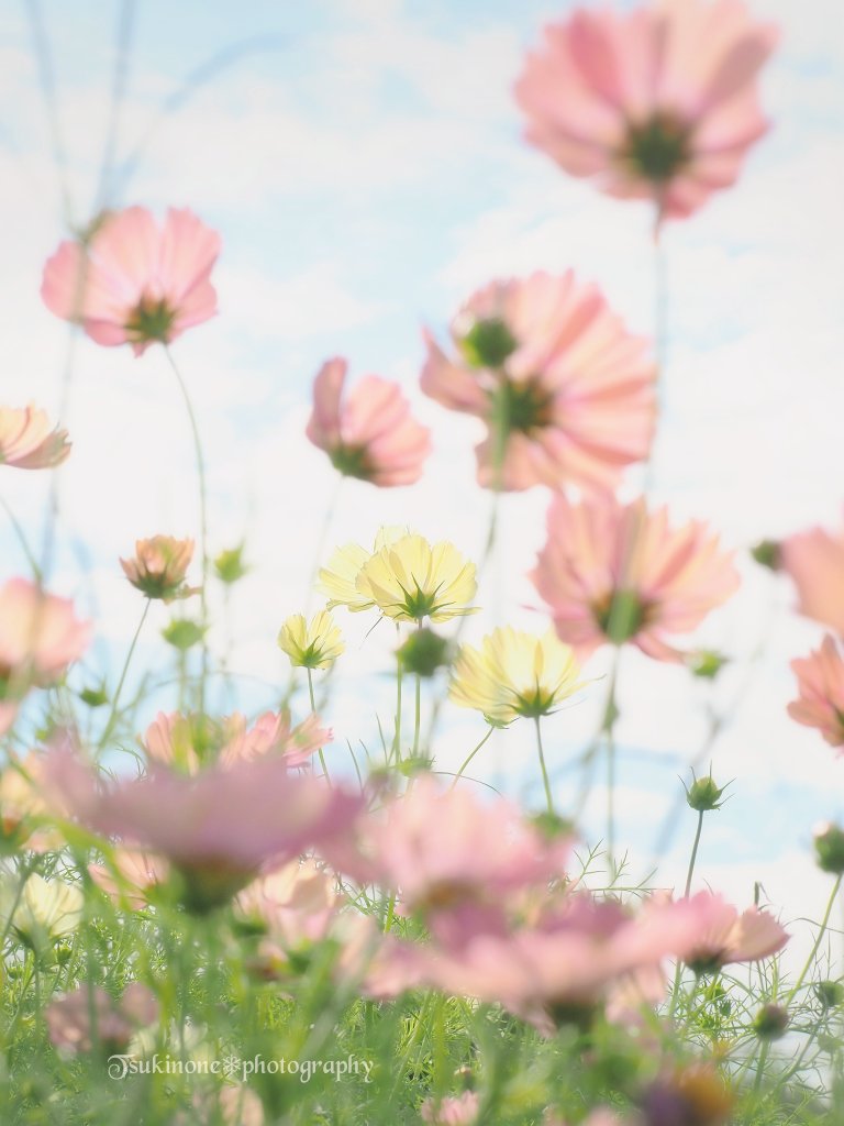秋高し映える秋桜