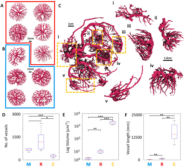 NikBappoo's tweet photo. @CWyrwoll @BarryJ_Doyle &amp; I are pleased to have our latest in silico modelling publication in Placenta: Of mice, rats and human 🤰An excellent PhD outcome &amp; an even better collab with legends @drjojames Alys Clark &amp; team! @IFPA_Official @ANZPRA1 @ReproductionSRB https://t.co/UmpgjvPRu4