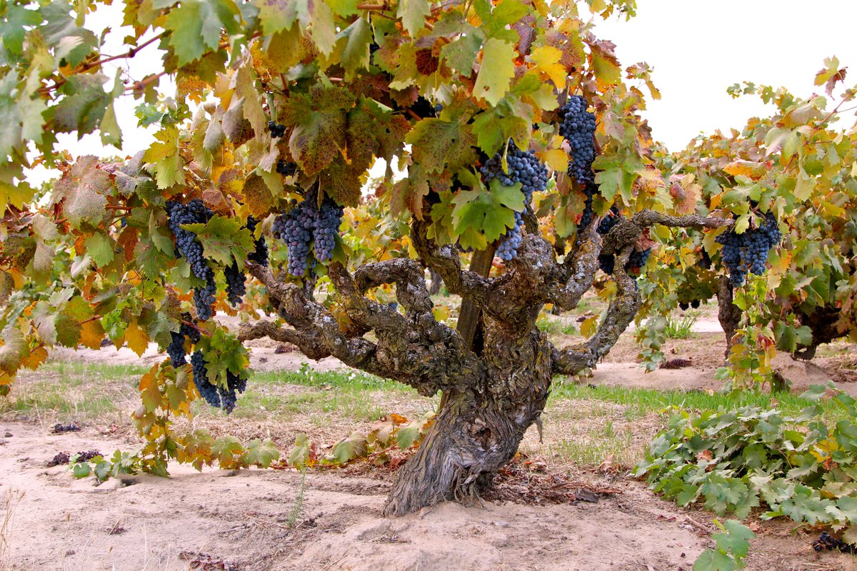 What are "Old Vine" wines &amp; what makes them special? Join Guild Director, Don Cook to taste "Old Vine" wines from areas including Australia, Canada, Chile, France, Italy, South Africa &amp; Spain. Register here: ow.ly/iQf650U4Stm #WineTasting #OldVineWines