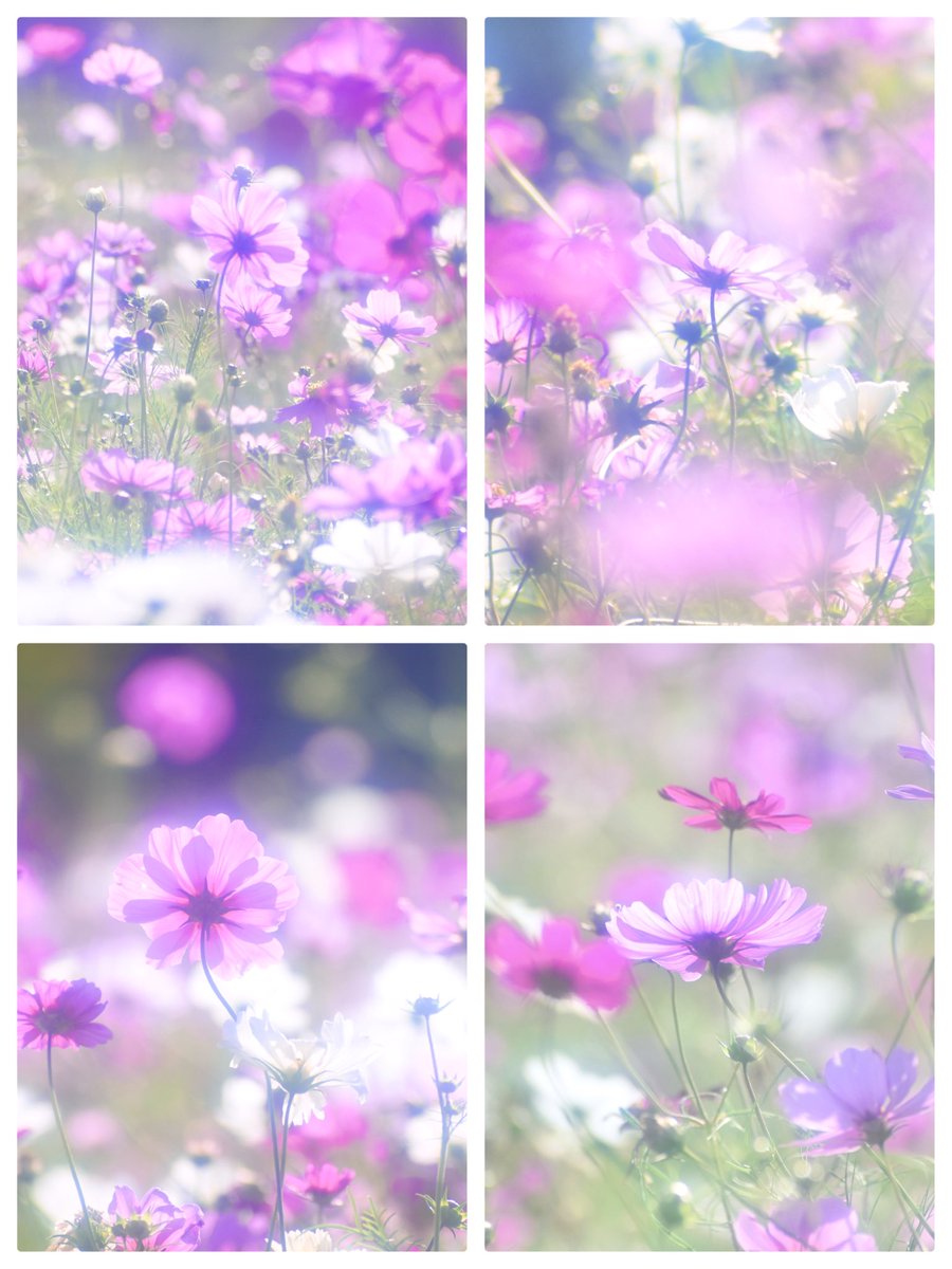 逆光のコスモスも好き。