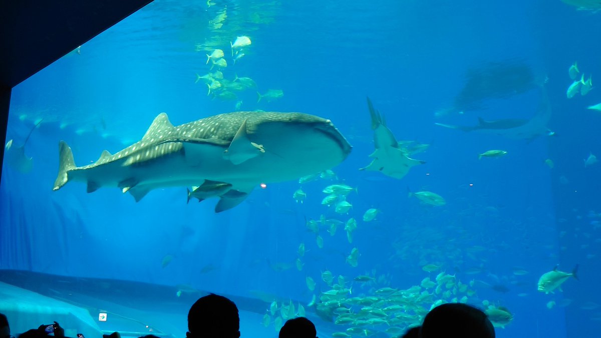 key_0727's tweet photo. ３泊4日の沖縄最高だったなぁ
気温1℃の北海道を出発。
現地は11月とは思えない気温25℃超え
夢の様な所で現状逃避だったな…
いつかまた行きたい！

#つながるJAL
@JAL_Official_jp https://t.co/VQx7wgruXX