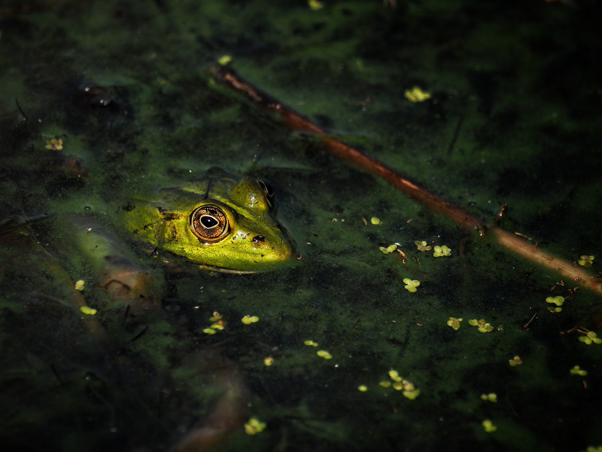 In the pond, we all fam. 🐸

Welcome to the <a href="/FrogIDAus/">FrogID</a> fam for #FrogIDWeek!

Hosted by the <a href="/austmus/">Australian Museum</a>, it's Australia's biggest frog count. Until 17 November, record frog calls through the free FrogID app, and help better understand frogs and environmental health.