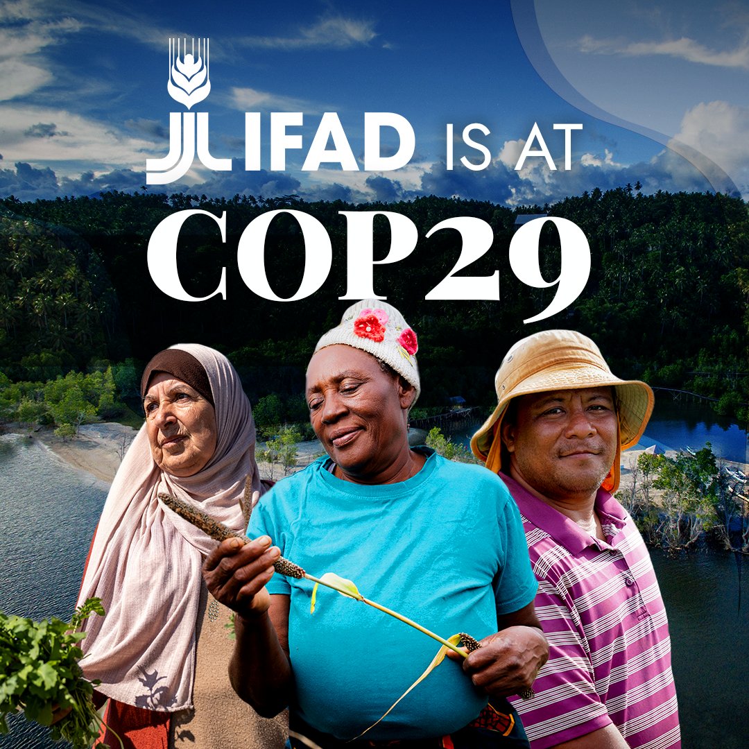 IFAD's tweet photo. IFAD's Climate Action Report 2024 is launching at #COP29! 

Join us now to explore how innovative finance can drive resilient food systems. 

📅 Watch the live event here: https://t.co/PE5OEA5HBi

Let’s empower smallholders &amp; boost climate resilience! https://t.co/RfirK7tV2u