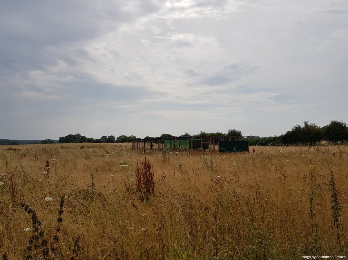 4/5 #BOUsci24 #SESH1 With a long lived species like Curlew, it takes time to see results. But with over 690 Curlew released since 2017, we are delighted that the first birds have now attempted to breed, and so we hope that “step 2” might yet be accomplished! If you see one of our