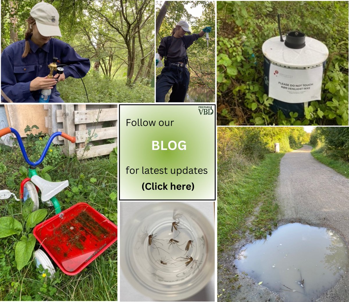 NEW BLOG POST: Mosquito monitoring in Copenhagen🦟 #ClimateChange is driving the expansion of mosquito ranges, introducing risks like malaria &amp; dengue to new areas. Denmark’s marshlands &amp; forests offer ideal conditions for many mosquitoes species to thrive prepare4vbd.eu/blog/