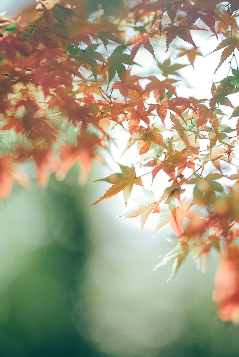 𝚑𝚊𝚗𝚊ꕤ𝚒𝚛𝚘 (@hanairo_photo) on Twitter photo 