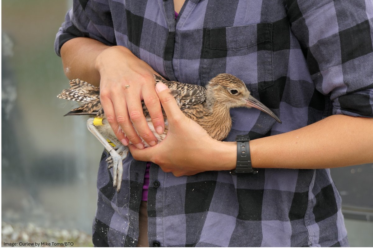 BTO (@_bto) on Twitter photo 1/5 #BOUsci24 #SESH1 Our very own <a href="/modelbirder/">Katharine Bowgen</a> is talking about Curlew headstarting at #BOUsci24 this morning - an ambitious conservation partnership project yielding promising results. She is presenting on behalf of a group of researchers. #BTOScience 1/5 #BOUsci24 #SESH1 Our very own <a href="/modelbirder/">Katharine Bowgen</a> is talking about Curlew headstarting at #BOUsci24 this morning - an ambitious conservation partnership project yielding promising results. She is presenting on behalf of a group of researchers. #BTOScience