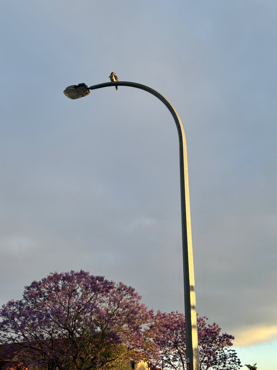 Kookaburra + Jacaranda trees = 💜