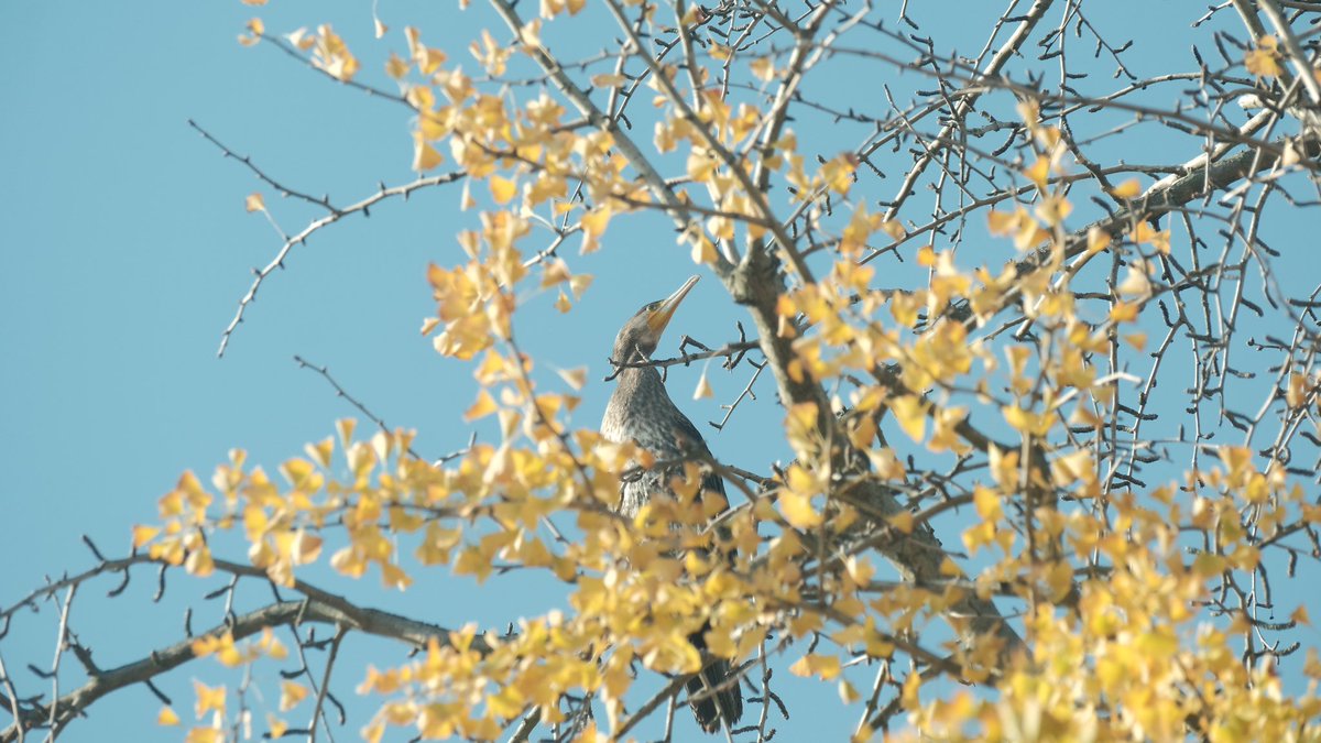 秋の匂い採りに行きます