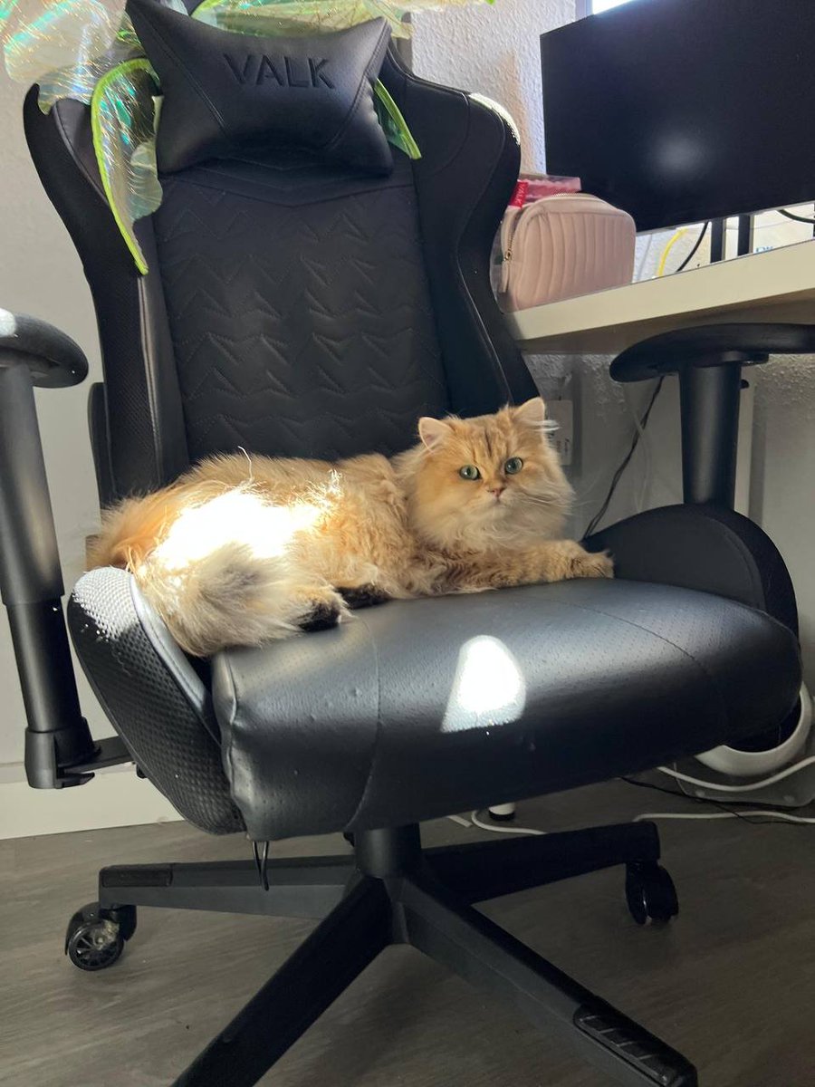 Pasa, saluda al gatete de <a href="/Zafyx_/">Zafyx</a> y sigue tu camino 👋