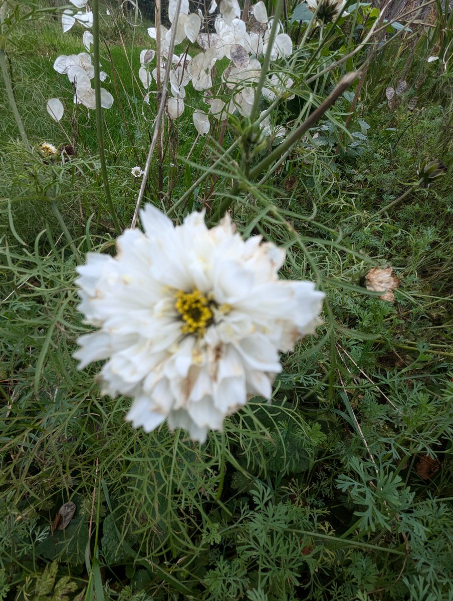 LavandaMia tweet media