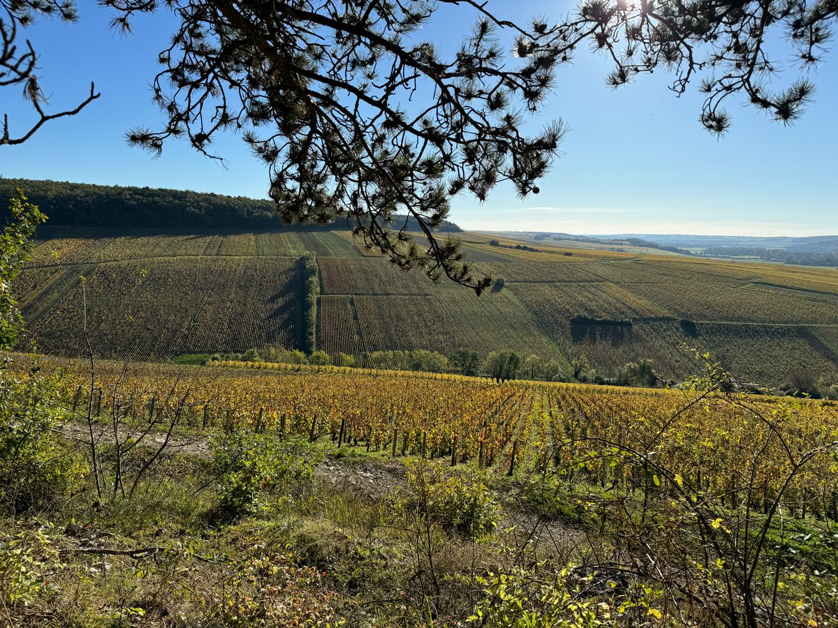 🍂 #Automne à #Chablis : un spectacle comme nul par ailleurs.

On profite encore pour quelques jours des belles teintes dorées amenées par la saison. Elles invitent le visiteur à s’immerger dans des paysages magnifiques où chaque coteau, chaque pente et chaque parcelle dévoilent
