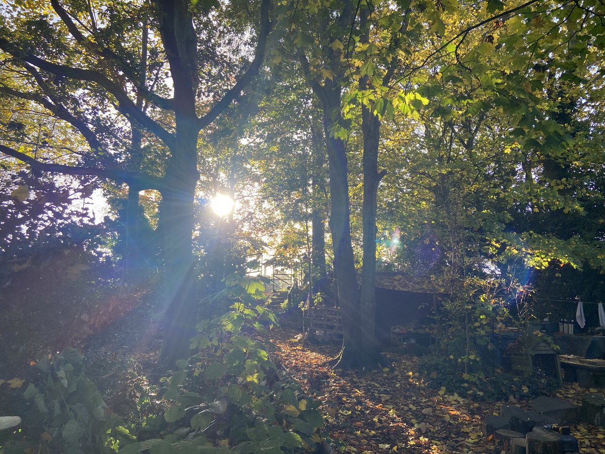 nicweb4's tweet photo. Feeling very autumnal in my office today, beautiful colours @StPetersFarnham @EYFS_StPeters @ForestSchools @SOLDoutdoors @The_RHS @SurreyWT https://t.co/KzISI7DpHK