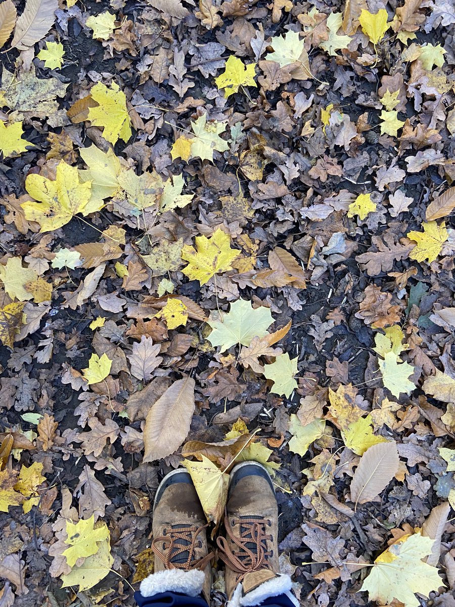 nicweb4's tweet photo. Feeling very autumnal in my office today, beautiful colours @StPetersFarnham @EYFS_StPeters @ForestSchools @SOLDoutdoors @The_RHS @SurreyWT https://t.co/KzISI7DpHK