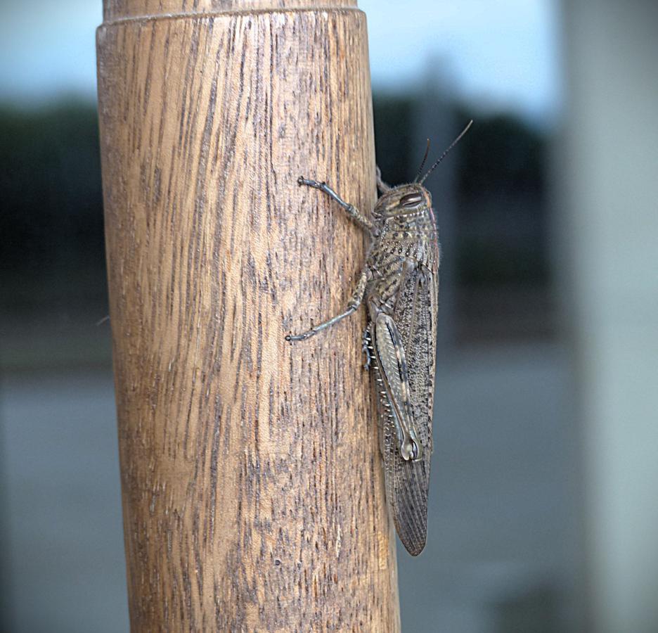 ADHalliwell's tweet image. With a new friend at #BodegaObalo. Seem to be a lot of these guys around this yr. Meanwhile the #olives are getting fat and some people have started on #pruning the vines. The best think about working in the countryside is that we're really exposed to the cycle of life in #Rioja