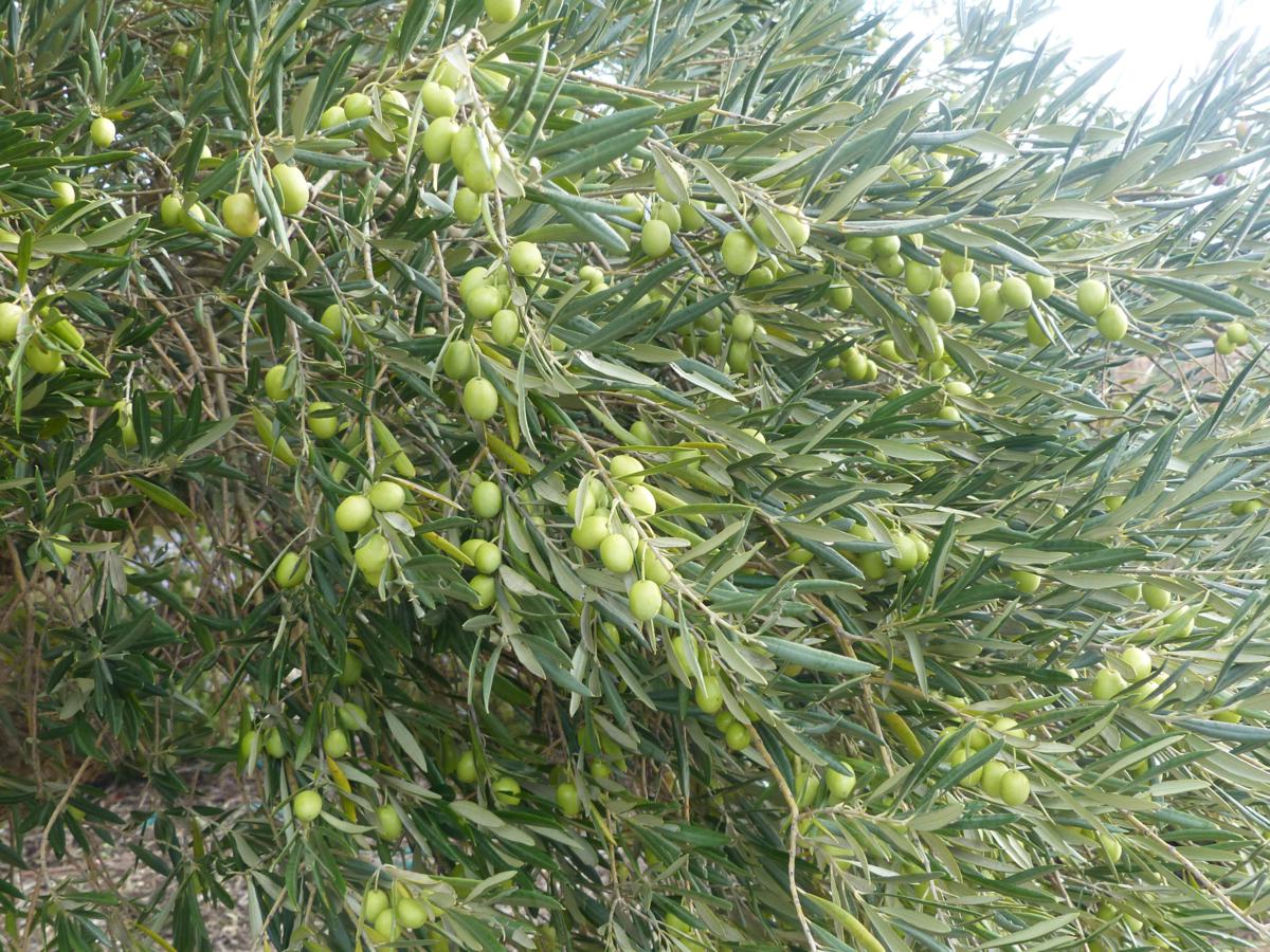ADHalliwell's tweet image. With a new friend at #BodegaObalo. Seem to be a lot of these guys around this yr. Meanwhile the #olives are getting fat and some people have started on #pruning the vines. The best think about working in the countryside is that we're really exposed to the cycle of life in #Rioja