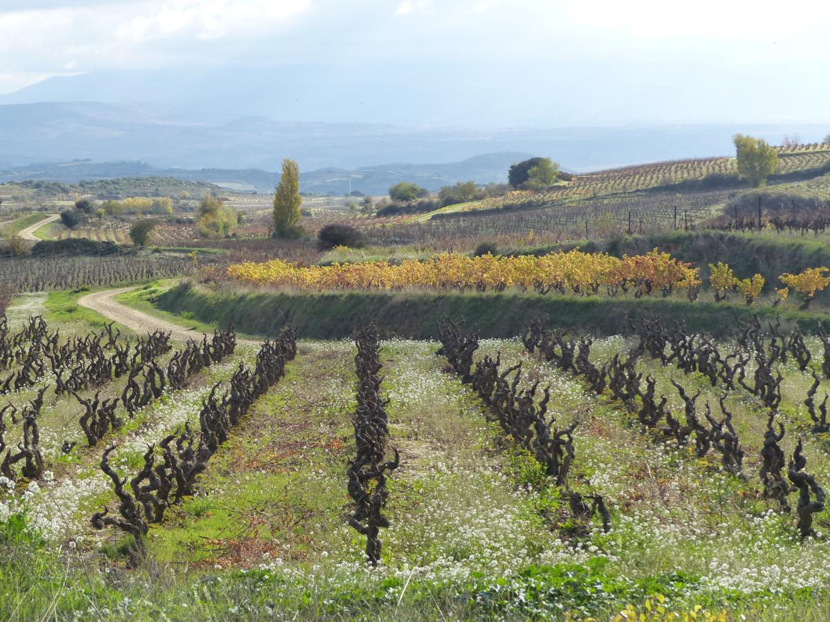 ADHalliwell's tweet image. With a new friend at #BodegaObalo. Seem to be a lot of these guys around this yr. Meanwhile the #olives are getting fat and some people have started on #pruning the vines. The best think about working in the countryside is that we're really exposed to the cycle of life in #Rioja