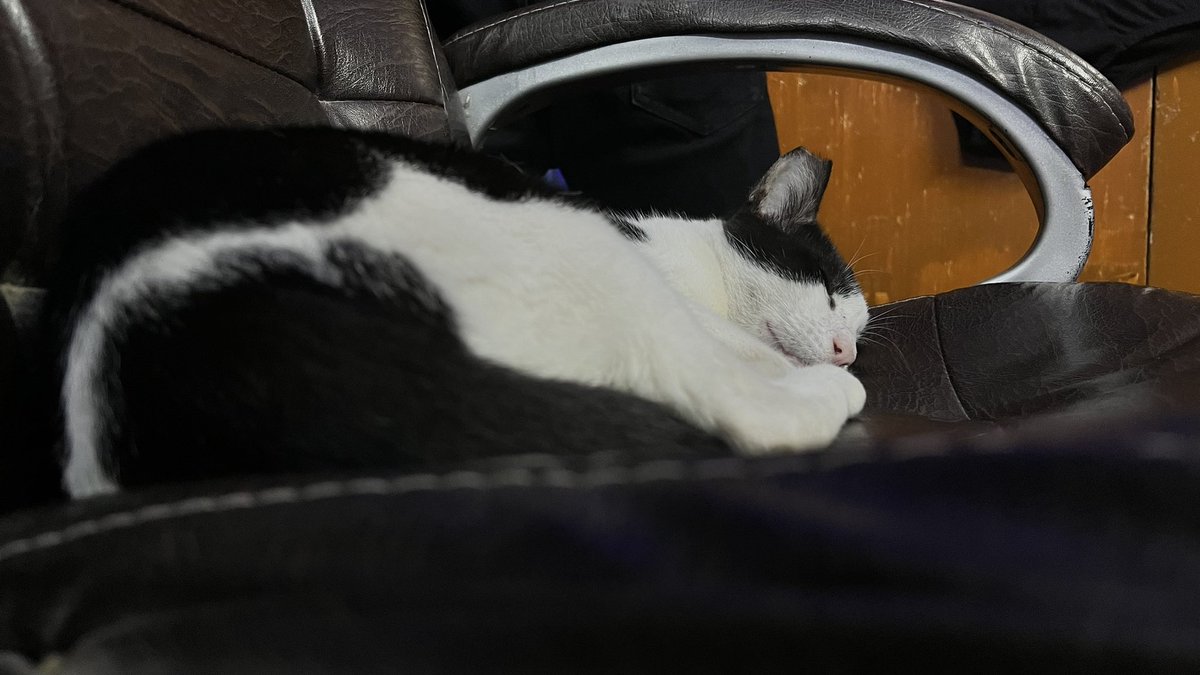 I went from wanting to be Bob the Builder, to studying like crazy to be a journalist, to now just wishing I was my cat, just to be stress-free and snoozing all day.
Can’t wait to see what’s next!

#cats #bobthebuilder #journalism