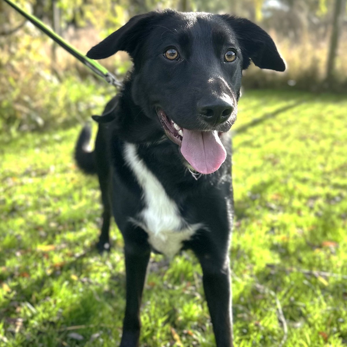 BCTGB's tweet image. Today&apos;s guest social media poster is definitely a budding rap star
🎤 Yo, meet Buddy! He’s one of a kind,
A 1-year-old Collie cross, sharp and refined.
Black and white coat, he&apos;s neutered and ready,
Lookin&apos; for a fam that’s calm and steady.
bordercollietrustgb.org.uk/rehoming/how-d…

#AdoptBuddy