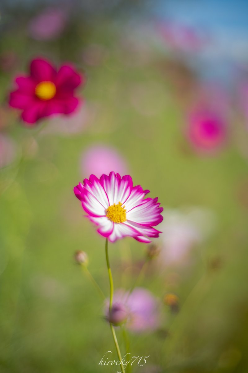 まだギリ咲いてた秋桜と鳳蝶🦋

14日健康診断なんですけど、ふと何となしに問診票とかの束を見たら検便2日分提出しないといけない事に気が付きました。
ギリで気付いて良かったw