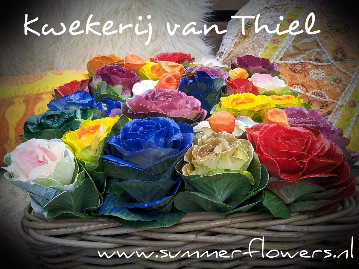 summerflowers.nl tweet media